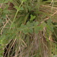 Galium asperifolium Wall.